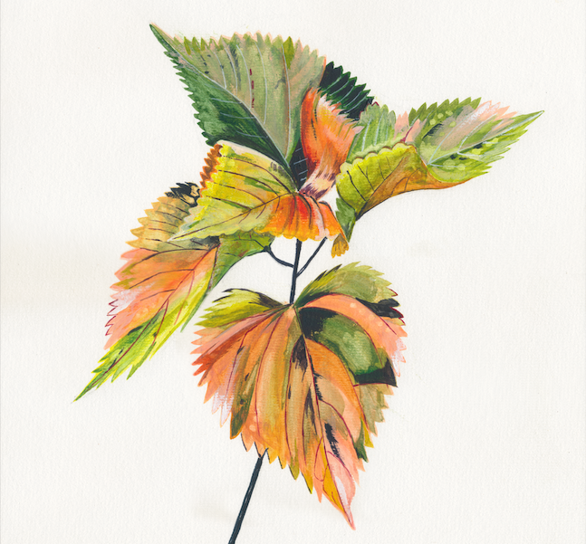 A selection of Sarah Rolph's botanical gouache illustrations
