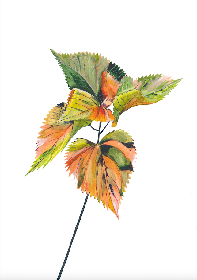 Calathea illustration 3