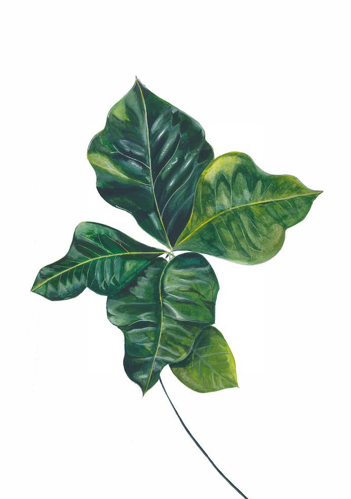 Codiaeum illustration 1