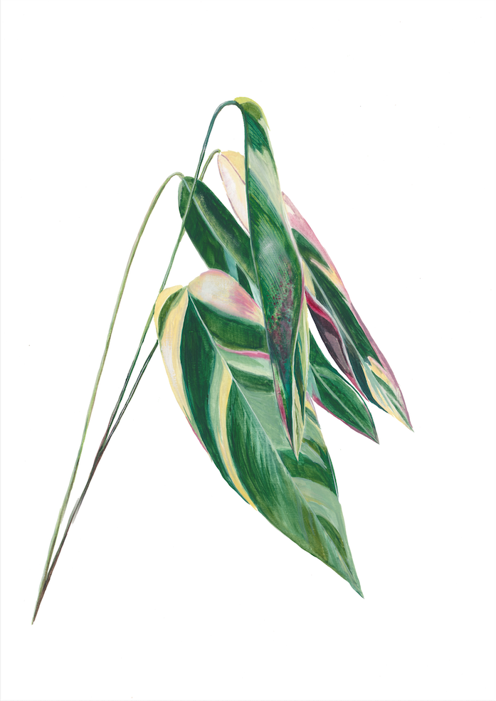 Flamengueira illustration 1