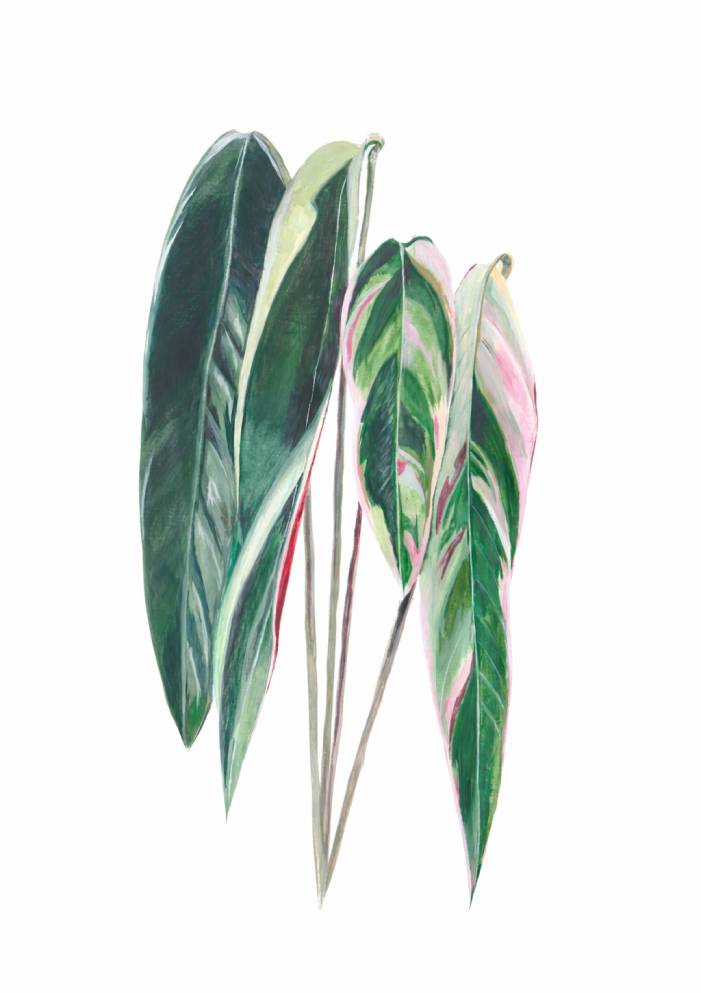 Flamengueira illustration 2