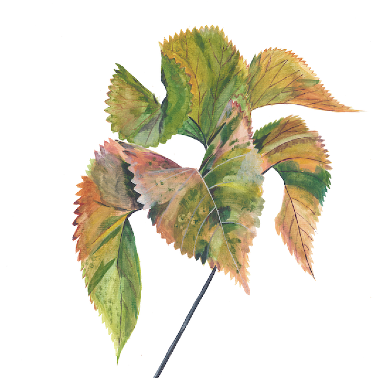 Calathea series preview