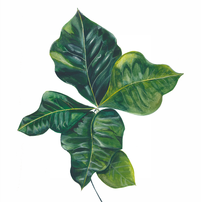 Codiaeum series preview