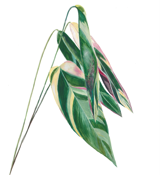 Flamengueira series preview